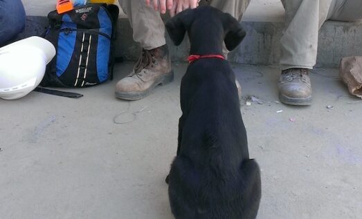 z Greg and the dog