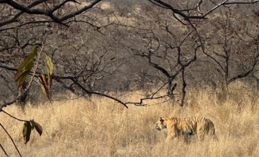 Our tiger in the wild