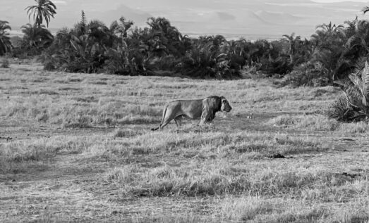 Safari 2 copy